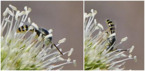 Réf. 263 572 : Nomioides facilis